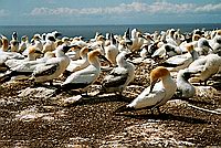 Kolonie terej na Cape Kidnappers