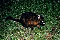 Possum